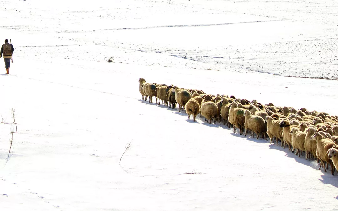 Shepherd Leadership